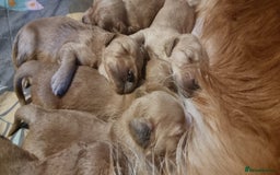 Golden Retriever dogs for sale: KC Registered - Golden Retriever Pups  - Image 7