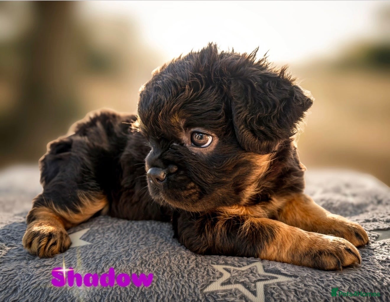 French Bulldog dogs Visual Fluffy and Carrier French Bulldog puppies! - Advert 1