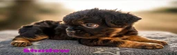 French Bulldog dogs for sale: Visual Fluffy and pink carrier puppies! - Advert 1