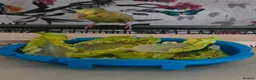 Budgerigars birds for sale: Hand reared, with cage - Advert 3
