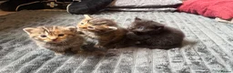 Maine Coon cats for sale: beautiful maine coon x tabby long haired kittens in Scunthorpe - Advert 7