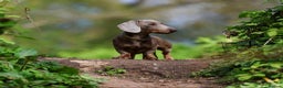 Miniature Dachshund dogs for stud: Miniature Dachshund in Burton-on-Trent - Advert 5