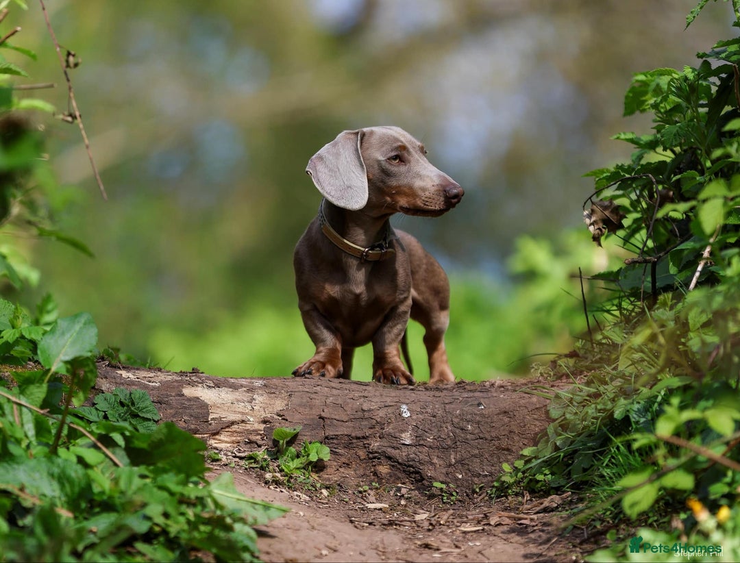 Miniature Dachshund dogs for stud: Miniature Dachshund in Burton-on-Trent - Image 5