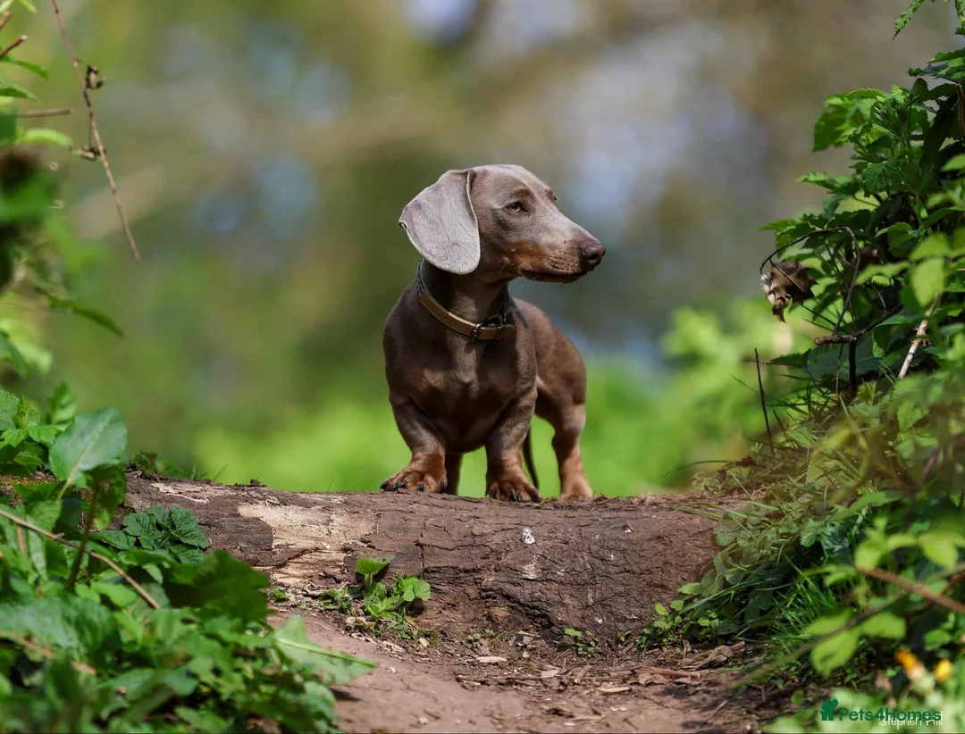 Miniature Dachshund dogs for stud: Miniature Dachshund in Burton-on-Trent - Advert 5