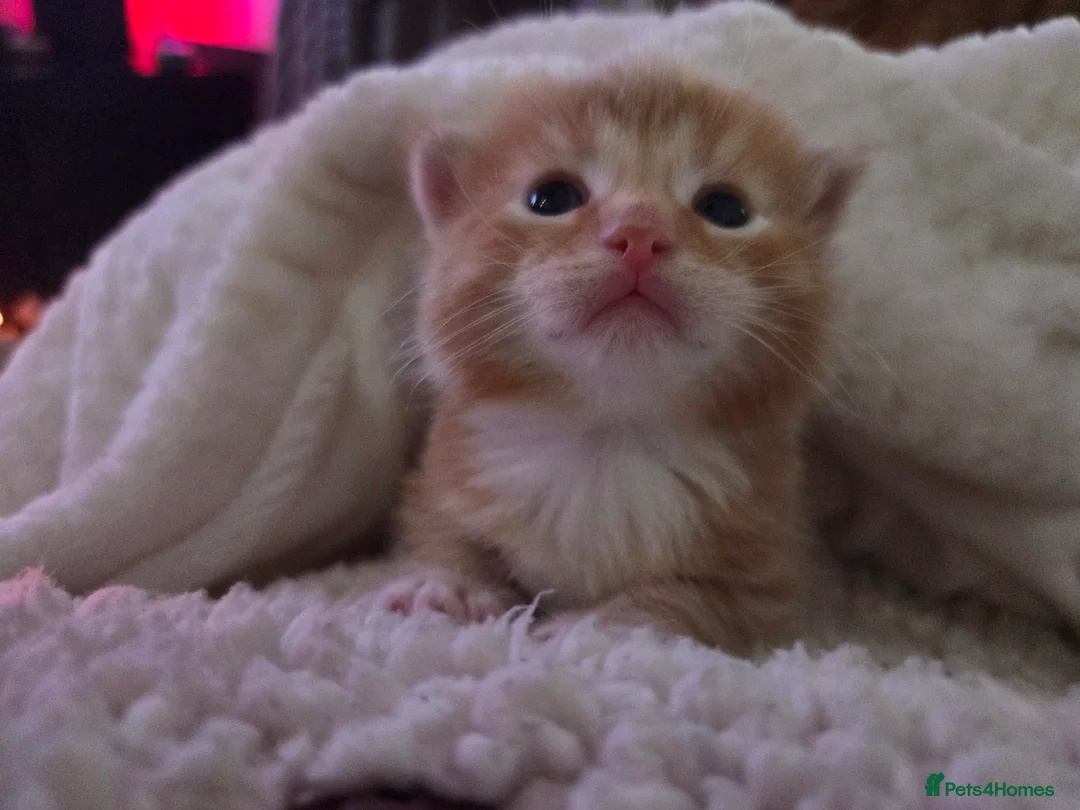 Mixed Breed cats for sale: Stunning male kitten - Advert 11