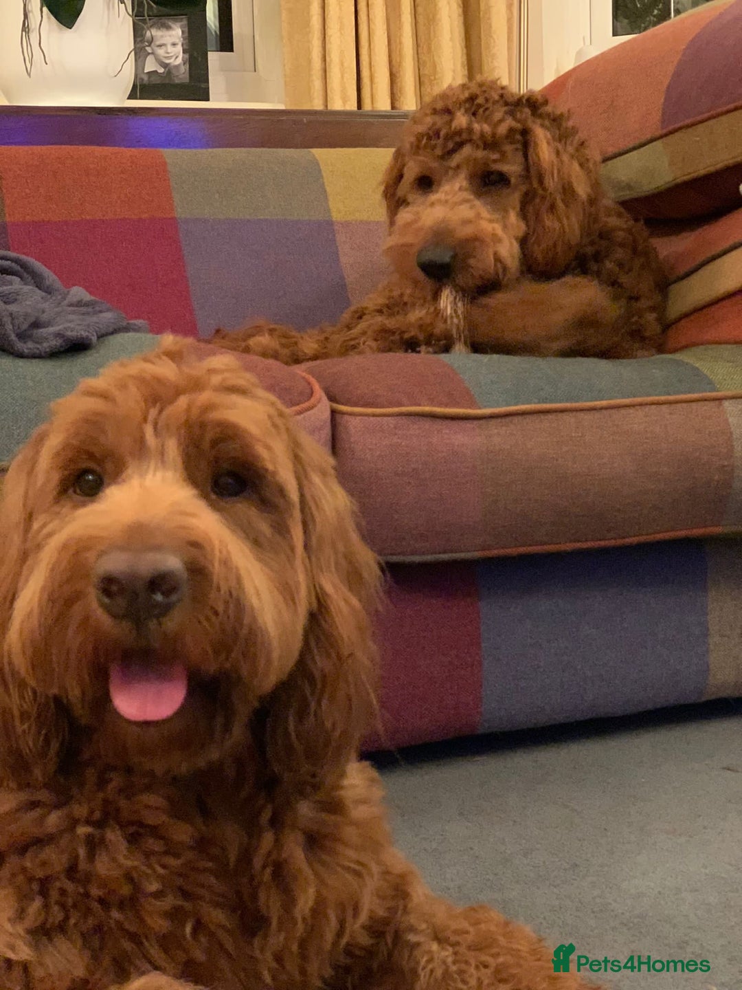 Australian Labradoodle dogs for stud: Australian Labradoodle Stud – Excellent Bloodlines - Image 29