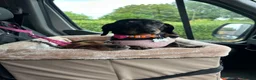 Miniature Dachshund dogs for sale: Black and Tan boy - Advert 2