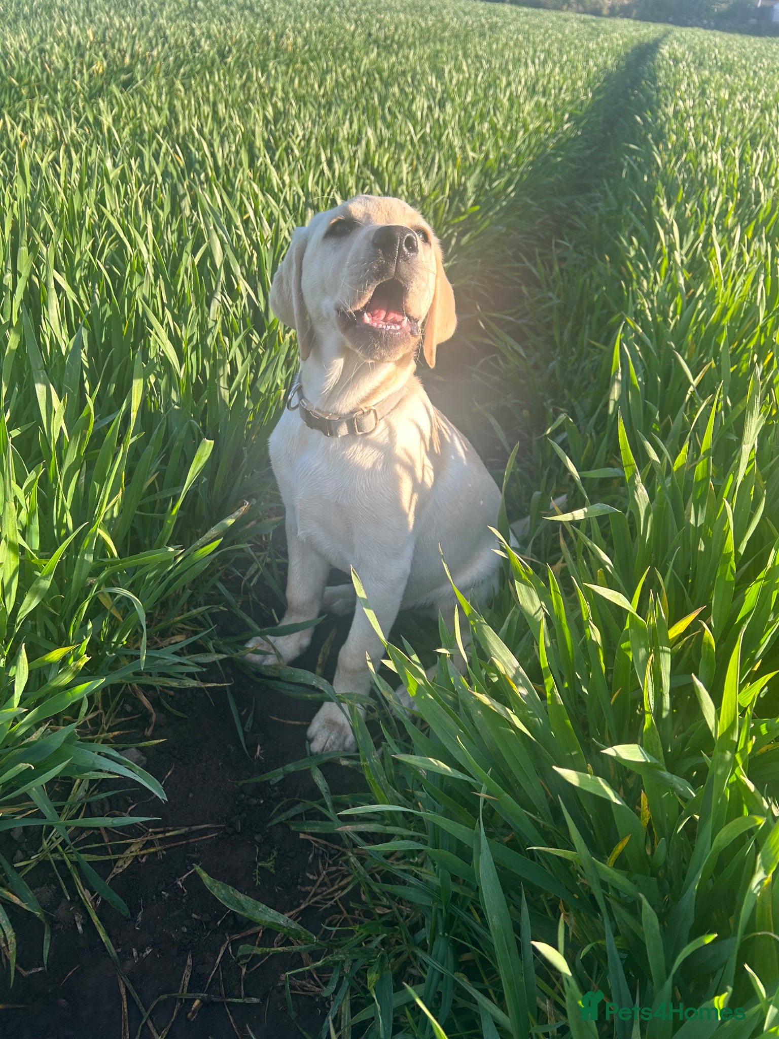 Labrador Retriever dogs KC Registered Labrador Puppies  - Advert 2