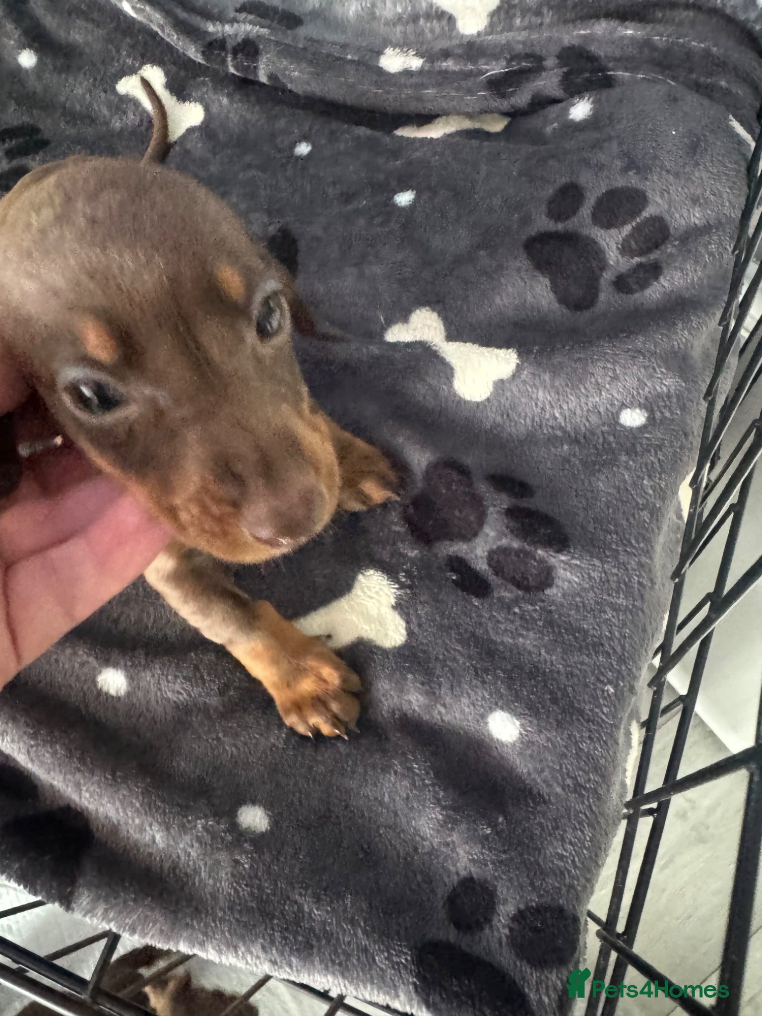 Miniature Dachshund Puppy 2