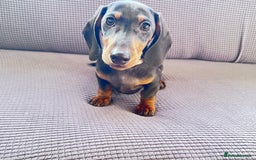 Dachshund dogs for sale: Beautiful Min Dachsund Pups - Image 9