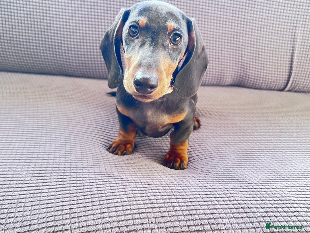 Dachshund dogs for sale: Beautiful Min Dachsund Pups - Image 9
