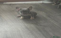 French Bulldog dogs for sale: French Bulldog Fur Babies  - Image 19