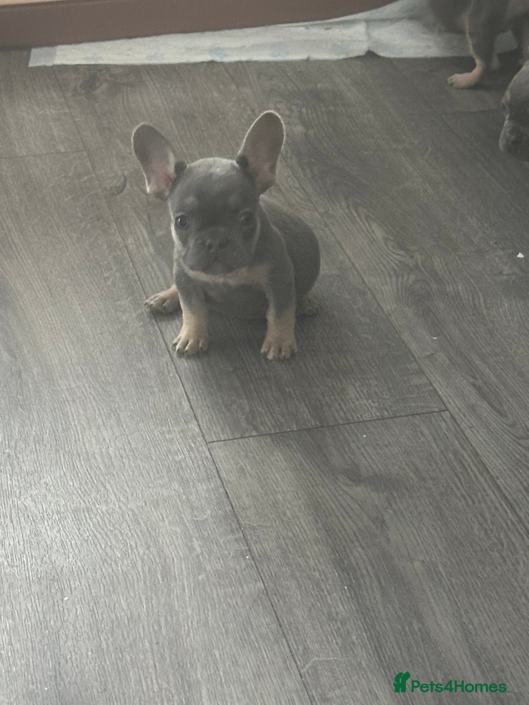 French Bulldog dogs for sale: French Bulldog Fur Babies  - Image 19