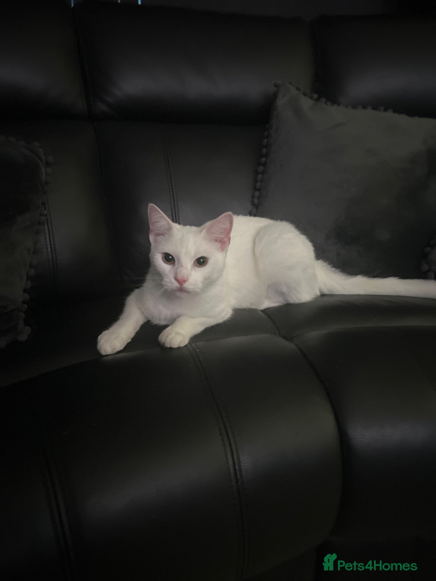 Turkish Angora cats for sale: Beautiful Coccobello  - Advert 4