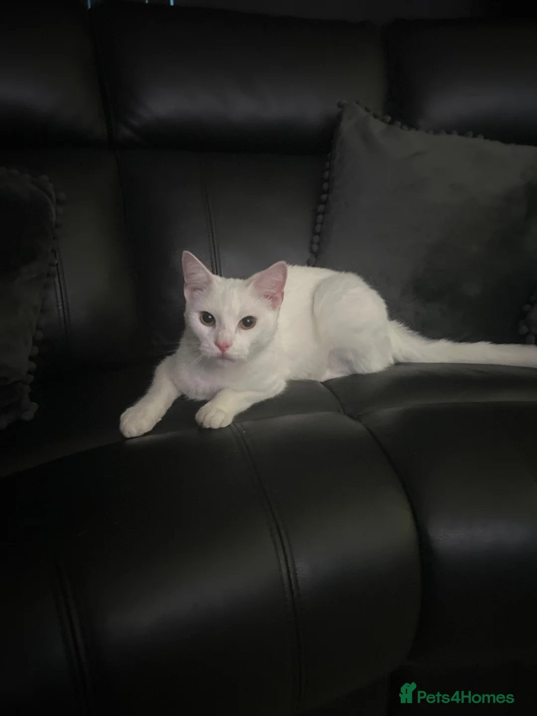 Turkish Angora cats for sale: Beautiful Coccobello  - Advert 1