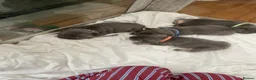French Bulldog dogs for sale: French bulldogs puppies  in Mansfield - Advert 9