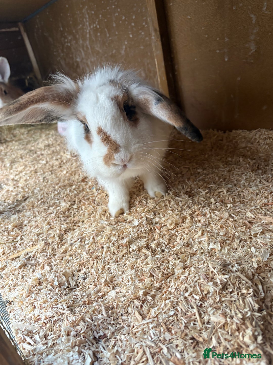 Mixed Breed rabbits for sale: 2 bonded 1 year old lion lop sisters  - Advert 3