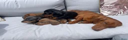 Miniature Dachshund dogs for sale: Beautiful Miniature Dachshund Puppies Ready 🐾  - Advert 13