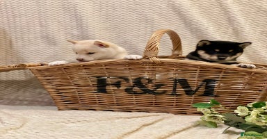 Japanese Shiba Inu dogs - Advert 1