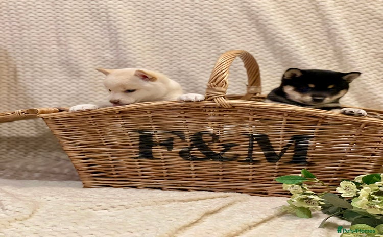 Japanese Shiba Inu dogs - Advert 1