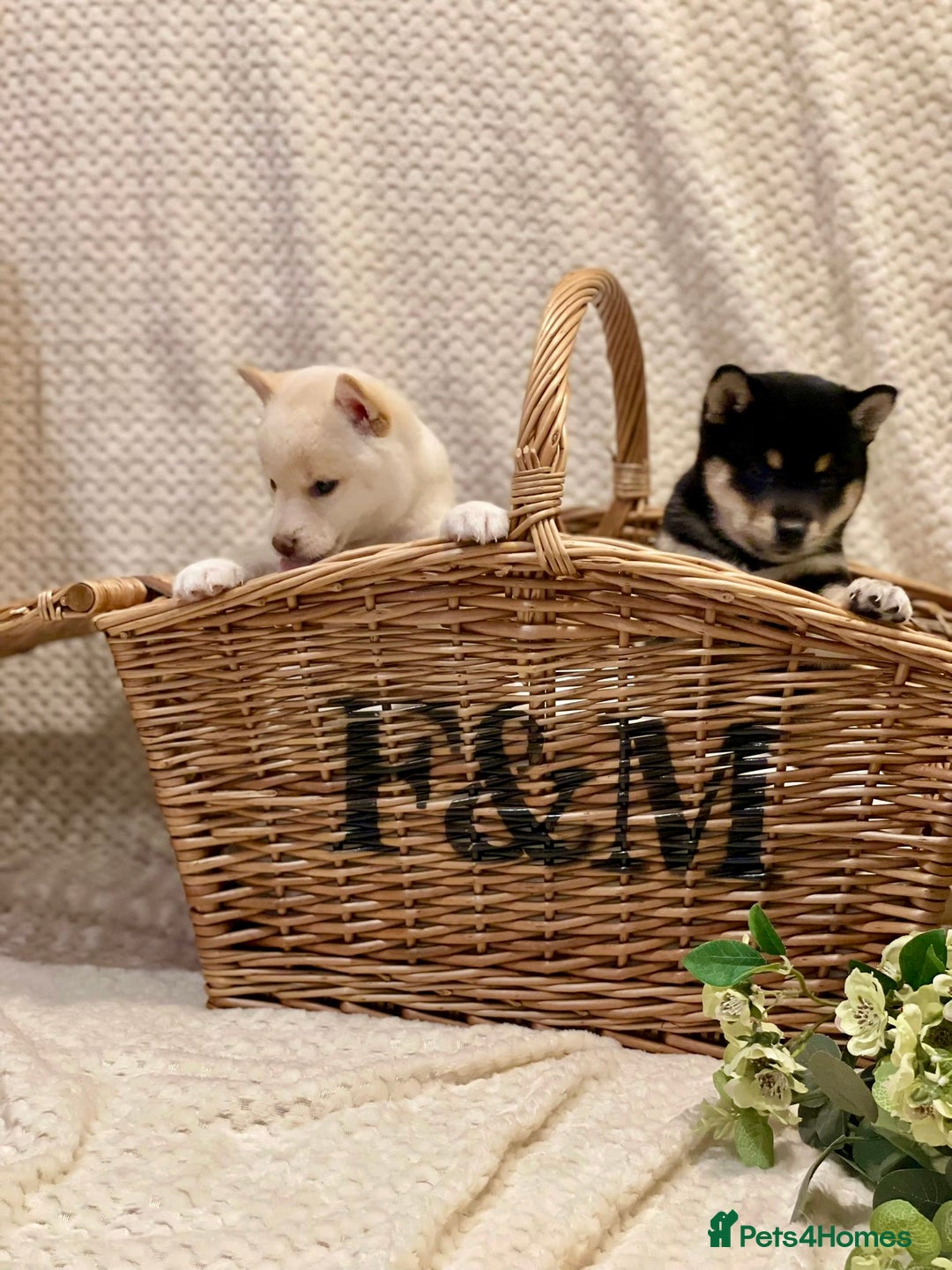 Japanese Shiba Inu dogs for sale: 🐾 Beautiful Japanese Shiba Inu Puppies  - Image 3