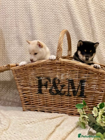 Japanese Shiba Inu dogs - Advert 1