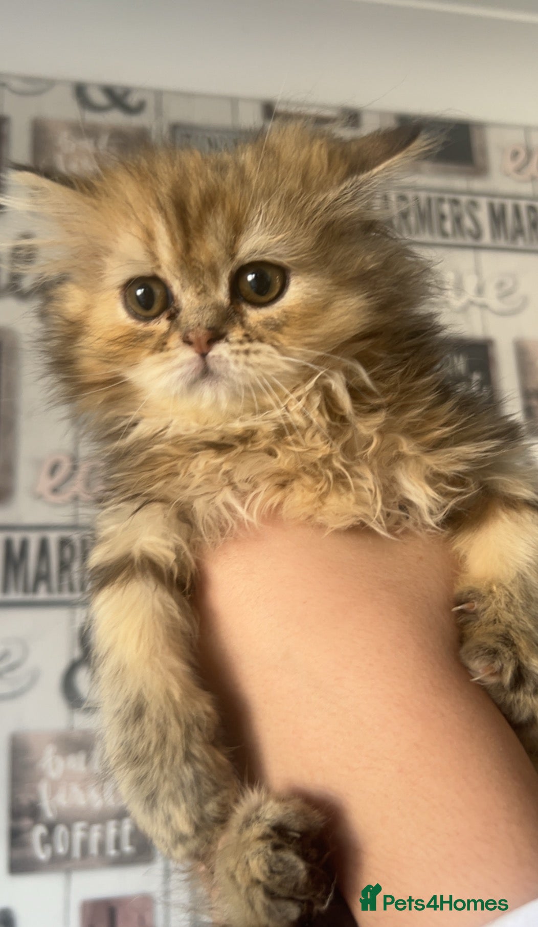 Persian cats GOLDEN SHADED GIRL LEFT  🌸🌷💐🌹🌼 - Advert 1
