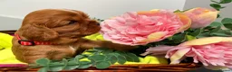 Cavalier King Charles Spaniel dogs for sale: KC Reg Beautifully Bred Cavaliers in Barry - Advert 10