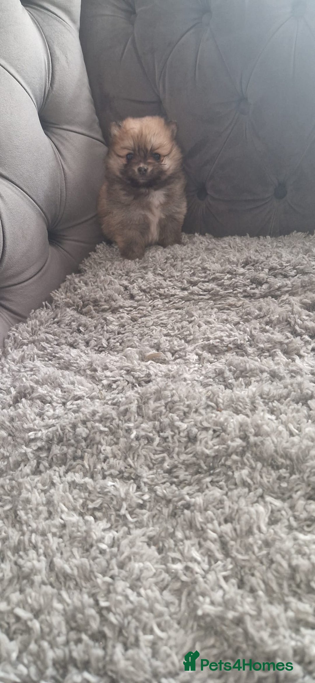 Pomeranian dogs for sale: Pomeranian Puppies  - Advert 11