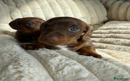 Dachshund dogs for sale: PERFECT MINIATURE DACHSHUNDS BABIES 🐶 - Image 9