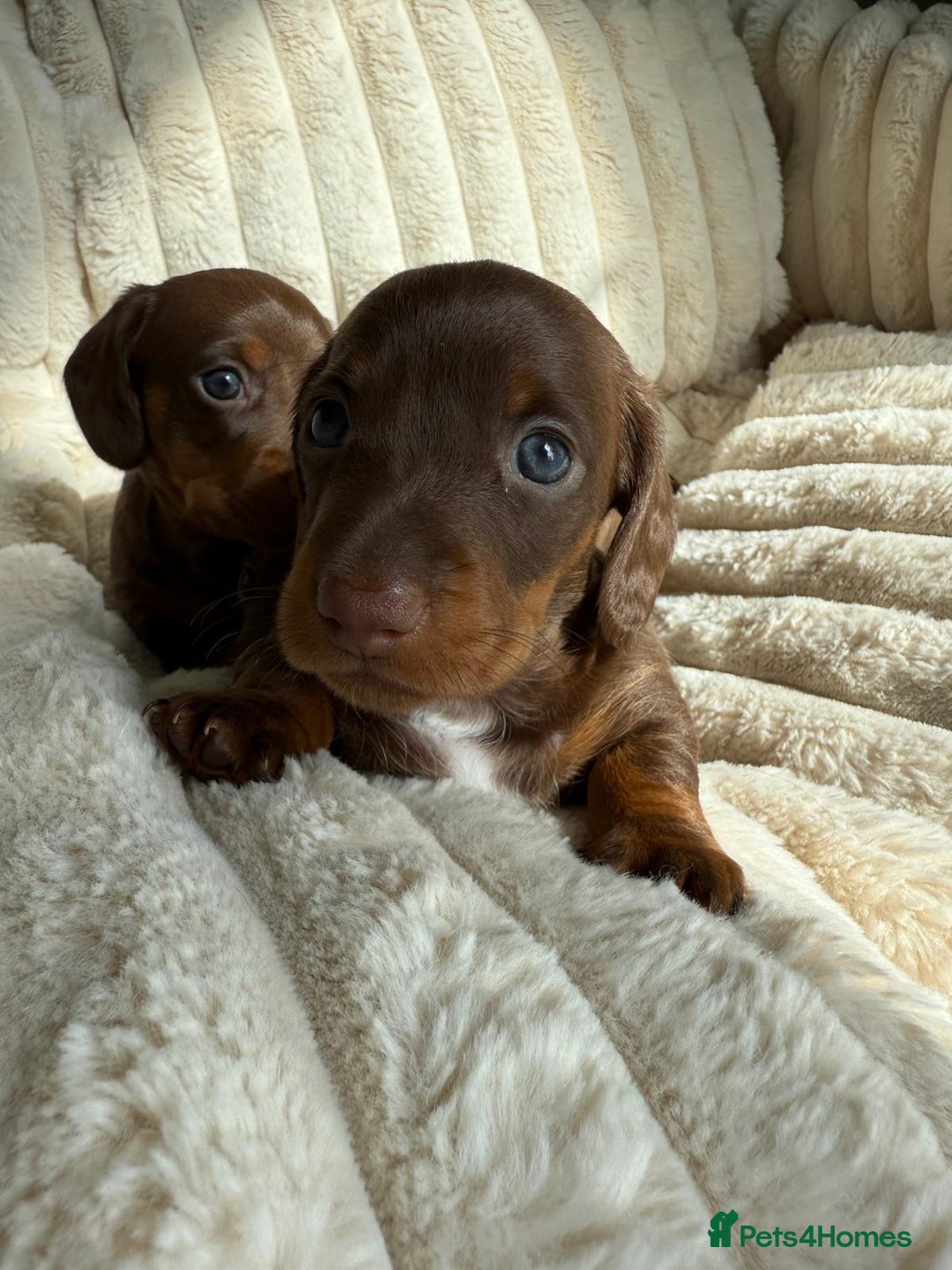 Dachshund dogs for sale: PERFECT MINIATURE DACHSHUNDS BABIES 🐶 - Image 9