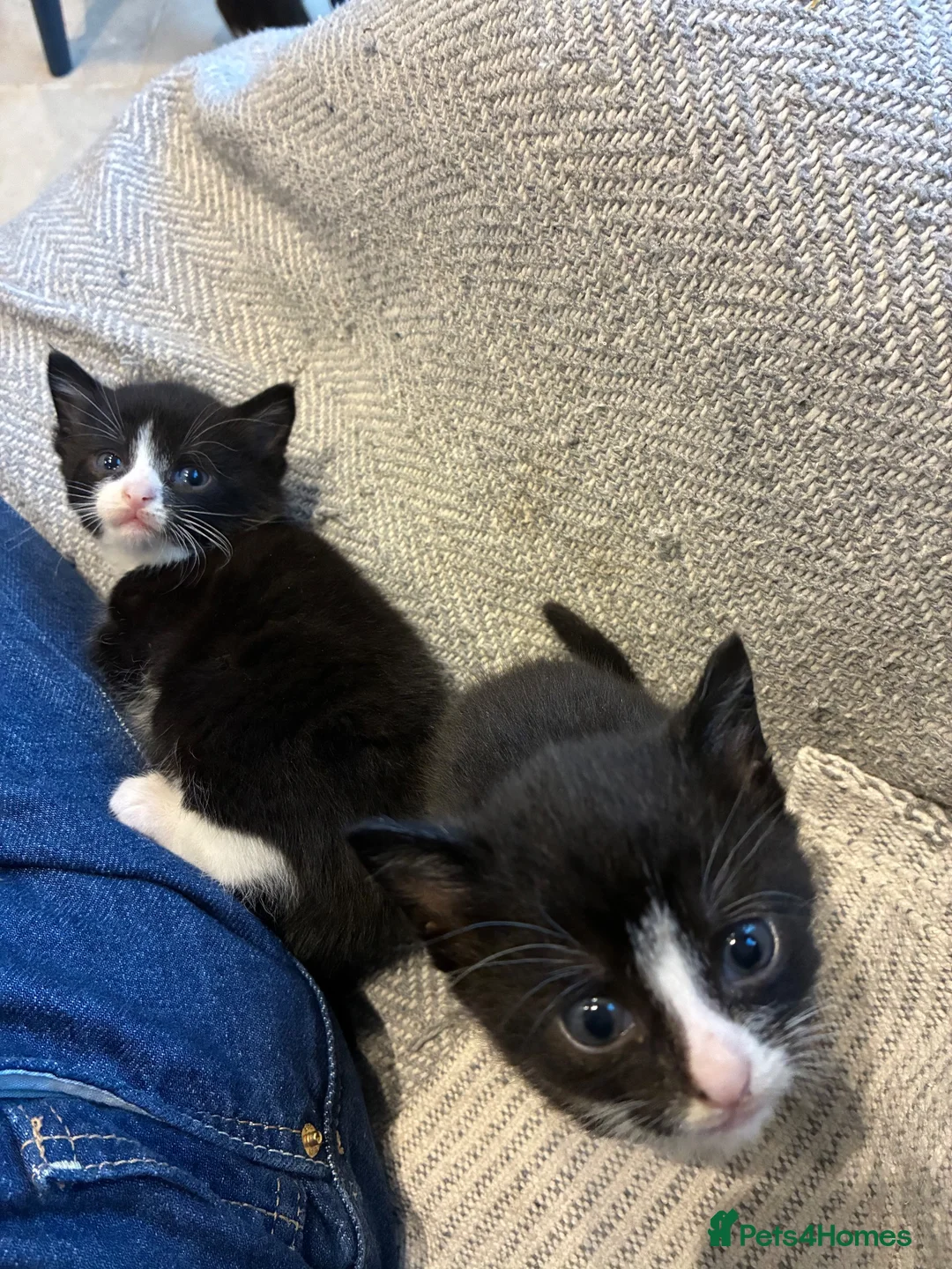 Mixed Breed cats for sale: Beautiful girl kittens  - Advert 12