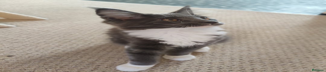 Maine Coon Kitten 1