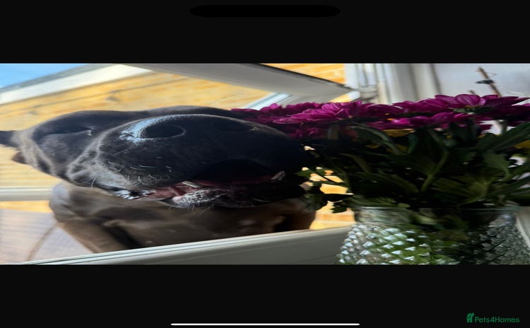 Mastiff dogs Betty - Advert 1