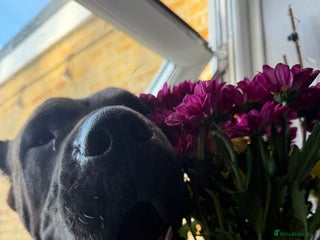 Mastiff dogs Betty - Advert 3