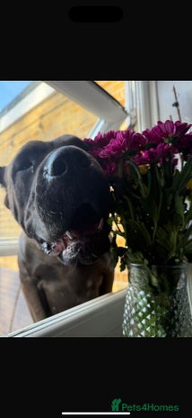 Mastiff dogs Betty - Advert 3