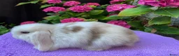 Mini Lop rabbits for sale: Gorgeous baby mini lop boys ready now in Edinburgh - Advert 7