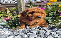 Cavapoo dogs for sale: WAITING LIST NOW OPEN FOR SUMMER 2026.  - Image 14