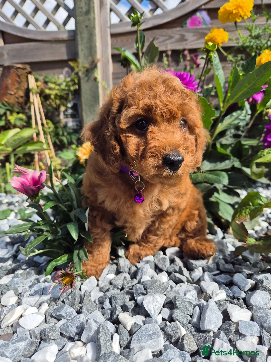 Cavapoo dogs for sale: WAITING LIST NOW OPEN FOR SUMMER 2026.  - Image 14