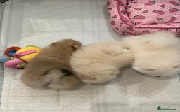 Pomeranian dogs for sale: Amazing Pom Puppies from Five Star breeder.  - Image 4