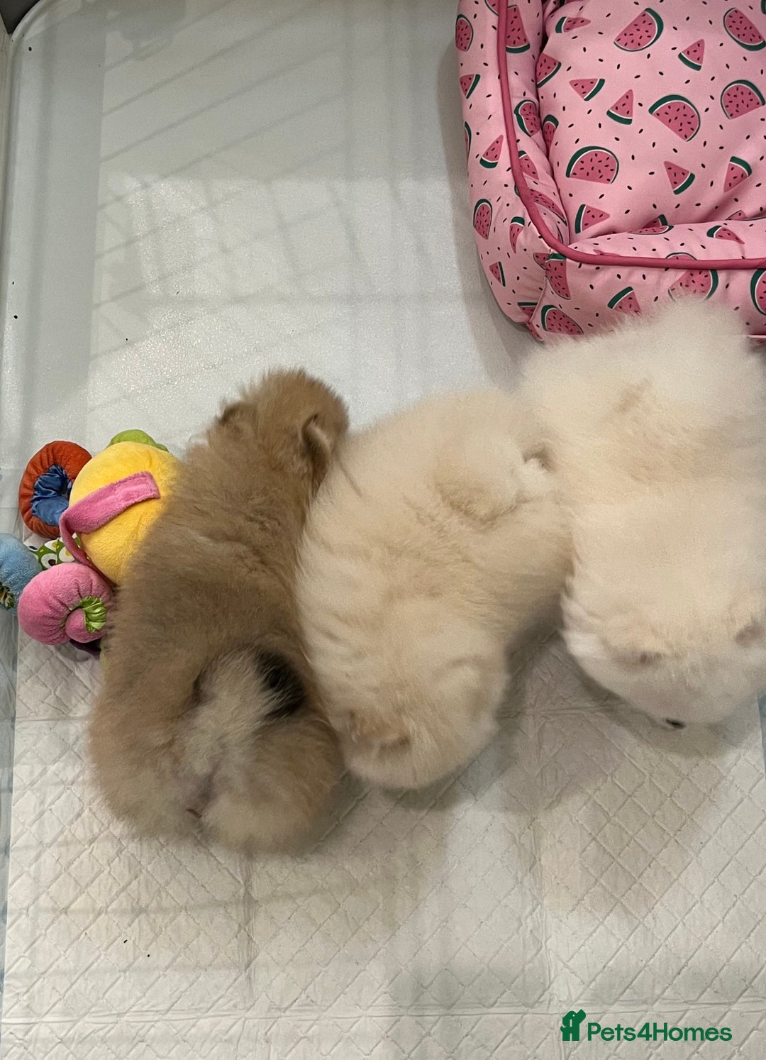Pomeranian dogs for sale: Amazing Pom Puppies from Five Star breeder.  - Image 4