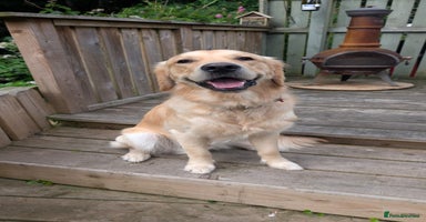 Golden Retriever dogs Golden Retriever Stud-Meet Hamish - Advert 2