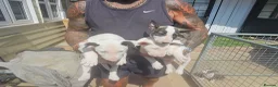 English Bull Terrier dogs for sale: English bullterrier pups for sale - Advert 12