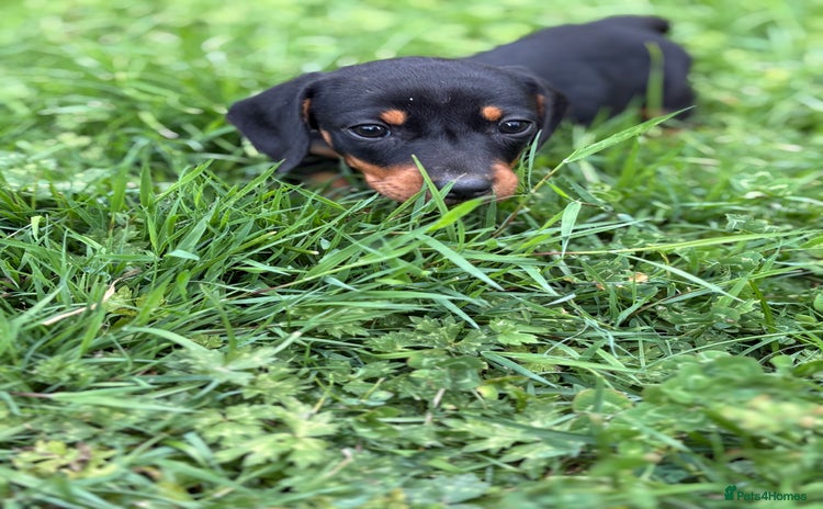 Dachshund dogs - Advert 2