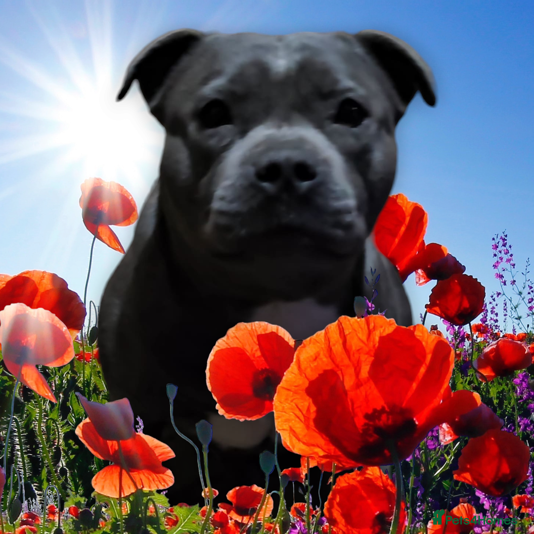 Staffordshire Bull Terrier dogs for sale: 🥨THE BEST OF BOTH WORLDS🥨 - Image 10