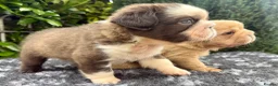 French Bulldog dogs for sale:  **  fluffy French bulldog pups - Advert 7