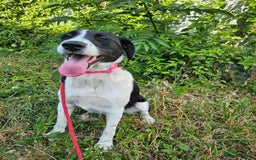 Mixed Breed dogs for adoption: NALA, a Lovely Girl - for a Loving Home - Image 3