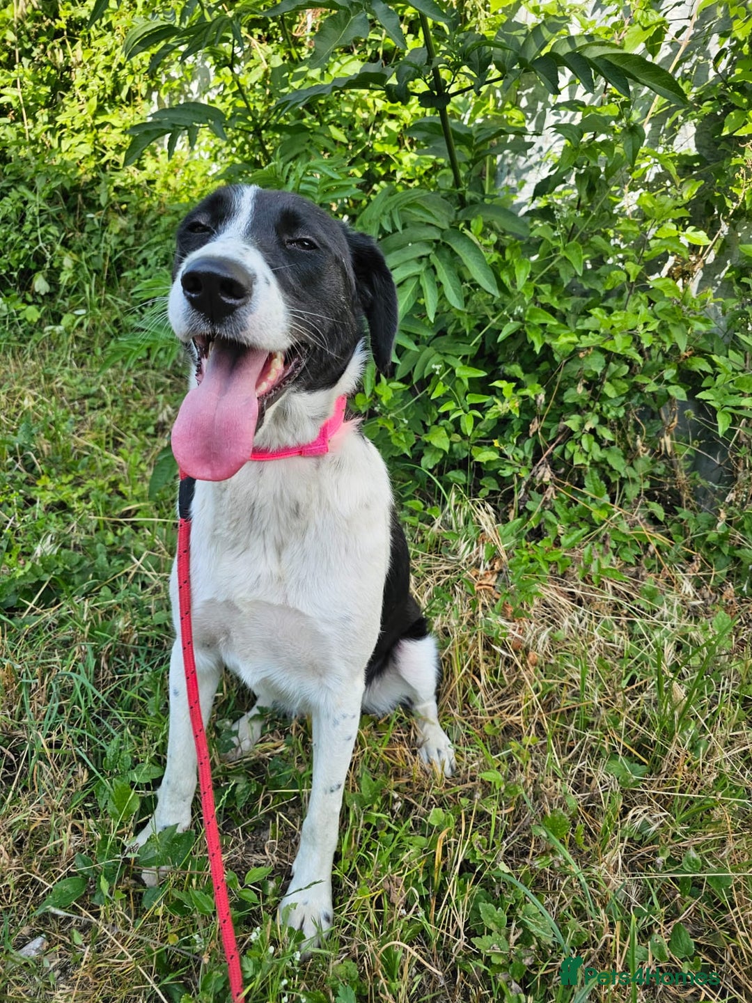 Mixed Breed dogs for adoption: NALA, a Lovely Girl - for a Loving Home - Image 3