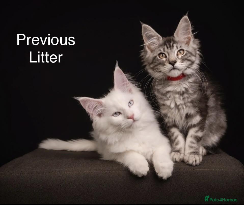 Maine Coon cats TICA & Council licensed Maine Coon kittens  - Advert 5