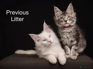 Maine Coon cats TICA & Council licensed Maine Coon kittens - Advert 4